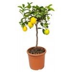 Цитрус лимон ЕИС Логистик на стволе, d 15 h 50 см (kastd)