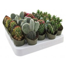 Кактус Флобас микс, d 5 h 5-10 см (kastd) в магазинах Ашан