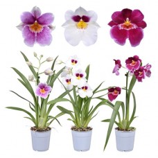 Орхидея ЕИС Логистик Мильтония, d 12 h 30 см (kastd) в магазинах Ашан