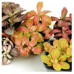 Фиттония ЕИС Логистик микс, d 8 h 10 см (kastd)