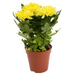 Хризантема ЕИС Логистик Юник, d 13 h 30 см (kastd)