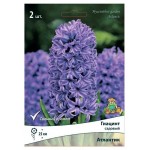 Гиацинт садовый Поиск Атлантик, 2 шт (kastd)