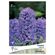 Гиацинт садовый Поиск Атлантик, 2 шт (kastd) в магазинах Ашан