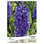 Гиацинт садовый Поиск Блу Стар, 2 шт (kastd)