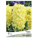 Гиацинт садовый Поиск Йеллоустоун, 2 шт (kastd)