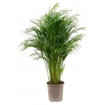 Хризалидокарпус ЕИС Логистик, d 17 h 60 см (kastd)