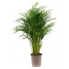 Хризалидокарпус ЕИС Логистик, d 17 h 60 см (kastd) в магазинах Ашан