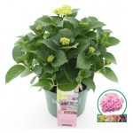 Гортензия ЕИС Логистик, d 12 h 30 см (kastd)