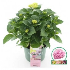 Гортензия ЕИС Логистик, d 12 h 30 см (kastd) в магазинах Ашан