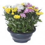 Хризантема ЕИС Логистик Карнавал, d 12 h 25 см (kastd)