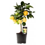 Цитрус лимон ЕИС Логистик на стволе, d 20 60 см (kastd)