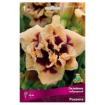 Луковицы Поиск Лилейник Росвита, 1 шт (kastd)