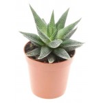 Хаворция Флобас Спешл микс, d 5 h 10 см (kastd)