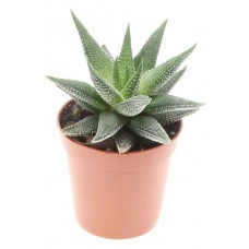 Хаворция Флобас Спешл микс, d 5 h 10 см (kastd) в магазинах Ашан