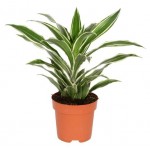 Драцена Цветы Московского Вайт Джувел, d 12 h 20 см (kastd)