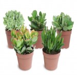 Крассула Цветы Московского микс, d 10 h 15 см (kastd)