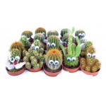 Кактус Цветы Московского микс с глазами, d 5 h 8 см (kastd)