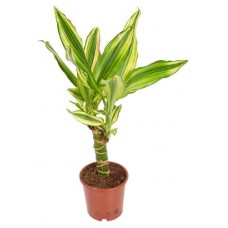 Драцена Флобас Фрагранс Еллоу, d 11 h 45 см (kastd) в магазинах Ашан