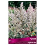 Луковицы Поиск Астильба арендса Бумальда, 1 шт (kastd)