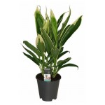 Кордилина Конга, d 12 h 35 см (kastd)