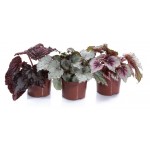 Бегония Рекс, d 12 h 20 см (kastd)