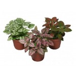 Гипоэстес, d 12 h 20 см (kastd)