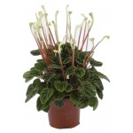 Пеперомия Каперато, d 12 h 20 см (kastd)