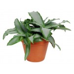 Мурдания в кашпо, d 15 h 20 см (kastd)