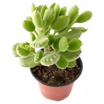 Котиледон Леди Смит, d 5 h 10 см (kastd)