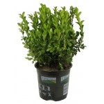 Буксус, d 9 h 25 см (kastd)