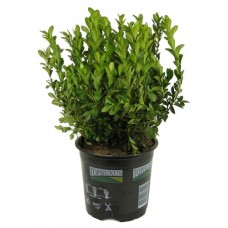 Буксус, d 9 h 25 см (kastd) в магазинах Ашан