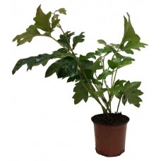 Циссус смесь, d 12 h 20 см (kastd) в магазинах Ашан