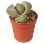 Литопс, d 5 h 10 см (kastd)