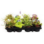 Насекомоядные растения, d 5 h 10 см (kastd)