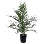 Финик Канарский, d 19 h 70 см (kastd)