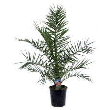 Финик Канарский, d 19 h 70 см (kastd) в магазинах Ашан