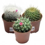 Кактус Маммилярия, d 8,5 h 10 см (kastd)