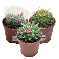 Кактус Маммилярия, d 8,5 h 10 см (kastd) в магазинах Ашан