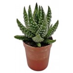 Хавортия Маргаритифера, d 5 h 6 см (kastd)