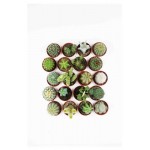 Кактус микс, d 5,5 h 10 см (kastd)