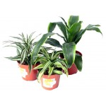 Драцена микс мини, d 5 h 18 см (kastd)
