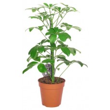 Шеффлера Нора, d 13 h 45 см (kastd) в магазинах Ашан