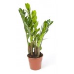 Замиокулькас, d 12 h 35 см (kastd)