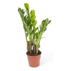 Замиокулькас, d 12 h 35 см (kastd) в магазинах Ашан