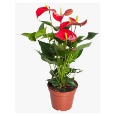 Антуриум Андрианум, d 12 h 40 см (kastd) в магазинах Ашан