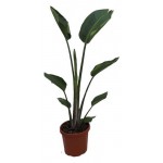 Стрелиция Королевская, d 15 h 50 см (kastd)