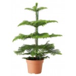 Араукария, d 14 h 50 см (kastd)