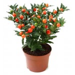 Паслен в кашпо, d 15 h 30 см (kastd)