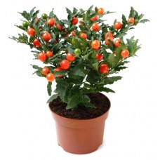 Паслен в кашпо, d 15 h 30 см (kastd) в магазинах Ашан