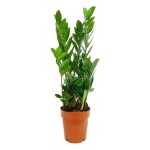 Замиокулькас Замия, d 17 h 40 см (kastd)